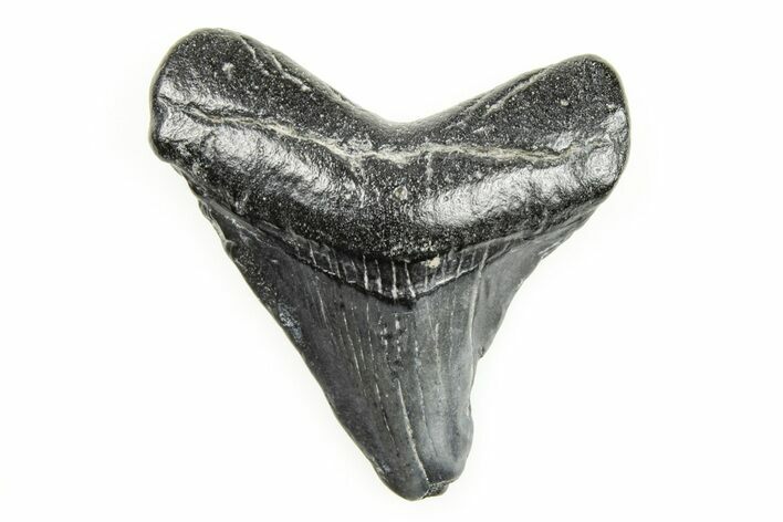Juvenile Megalodon Tooth - South Carolina #196162